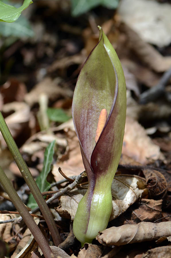 Arum maculatum / Gigaro scuro